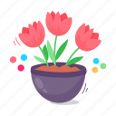 flower pot, tulips pot, houseplant, potted plant, blooming flowers