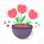 flower pot, tulips pot, houseplant, potted plant, blooming flowers 