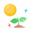 sapling, photosynthesis, chlorophyll, plant, sun rays