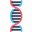 dna, dna structure, genetic, biology, genetical, deoxyribonucleic acid, medical