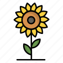 sunflower, flower, nature, plant, blossom, natural, agriculture, spring, food