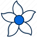 jasmine flower, flower, jasmine, blossom, natural, decoration, floral, nature, plant