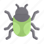 beetle, bug 