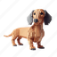 dachshund 