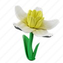daffodil, flower, plant, bloom, blossom, nature, floral 