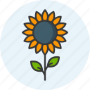 sunflower, organic, seeds, agriculture, plant, nature, floral