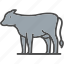 animal, cow, farming, mammal, meat, sq616 