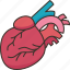 heart, artery, cardiology, anatomy, health 