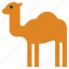 animal, camel, cute, desert 