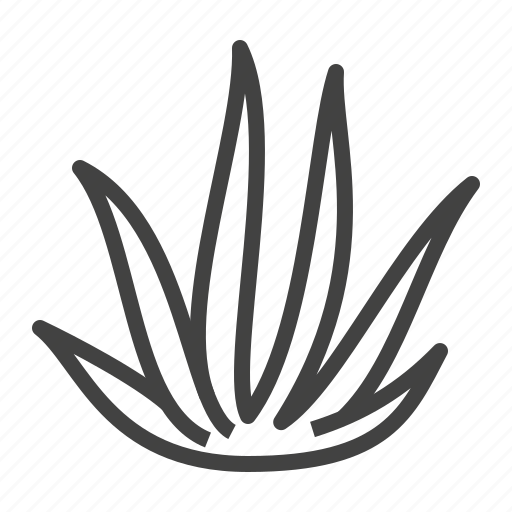 Aloe, aloe vera, leaves, plant, succulent, vera icon - Download on Iconfinder