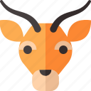 antelope, zoo, african, wild, deer, mammal, cowboy