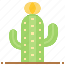 cactus, desert, plant, spiny, succulents