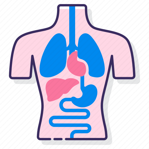 Anatomy, health, medical, organ icon - Download on Iconfinder