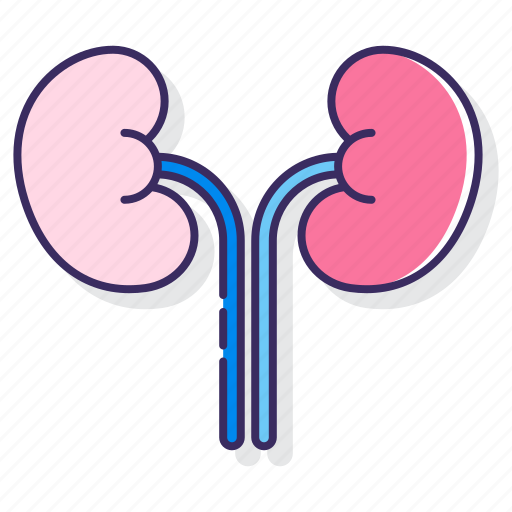 Anatomy, kidneys, medical, organ icon - Download on Iconfinder