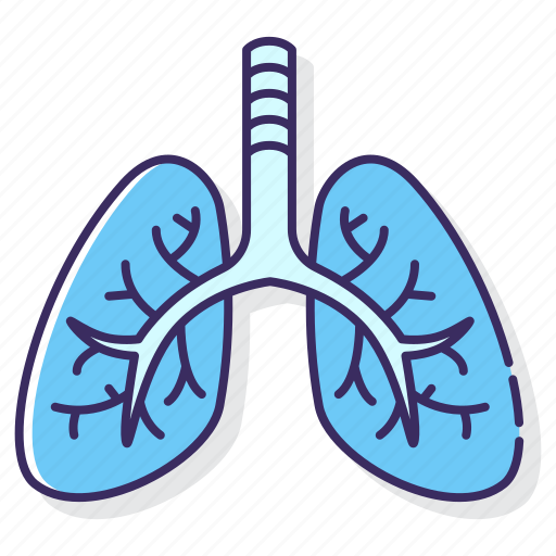 Anatomy, breath, lungs, organ icon - Download on Iconfinder
