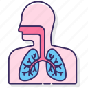 anatomy, lungs, respiratory, system