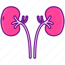 human, organ, kidneys