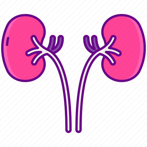 Human, organ, kidneys icon - Download on Iconfinder