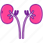 human, organ, kidneys 