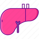 human, liver, organ