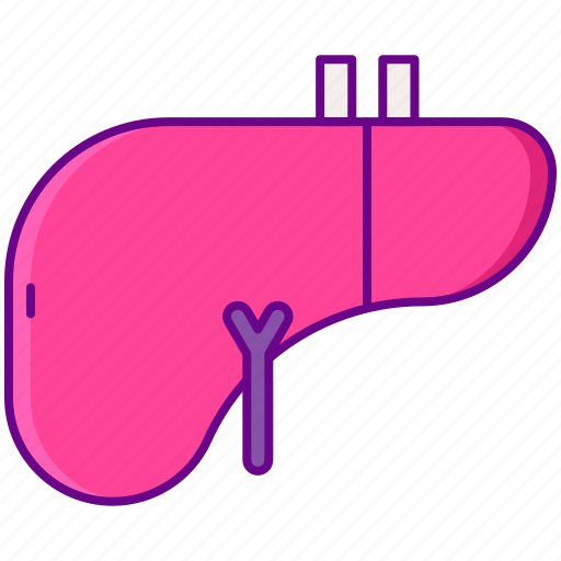 Human, liver, organ icon - Download on Iconfinder