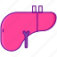 human, liver, organ 