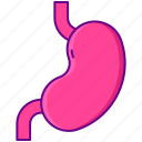 human, stomach, organ