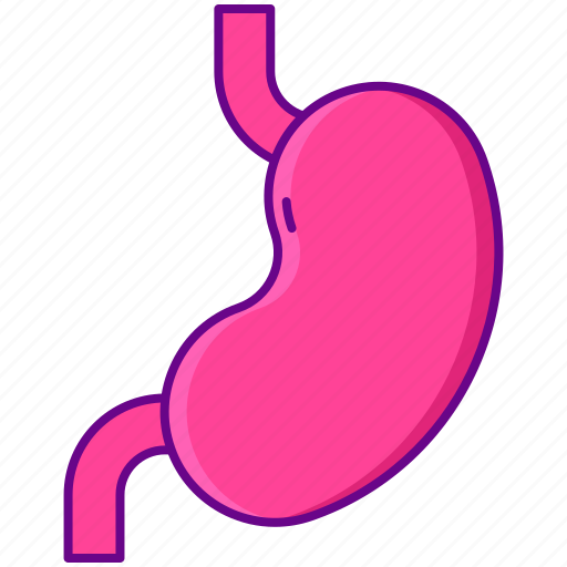 Human, stomach, organ icon - Download on Iconfinder