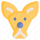 kangaroo, animal, wildlife, zoo, ecosystem
