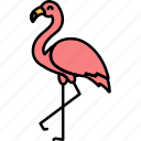 animal, bird, flamingo, pink