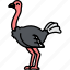animal, bird, ostrich 