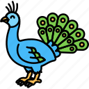 bird, peacock, tail, animal