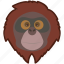 orang utan, monkey, animal 
