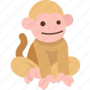 monkey, primate, wildlife, animal, forest