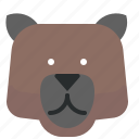 bear, brown, forest, grizzly, wild, wilderness, zoo