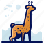 animal, girafe, giraffe, wildlife 