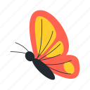butterfly, insect