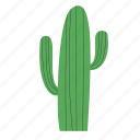 cactus, nature