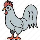 chicken, hen, poultry, rooster, fowl, animal, bird, wildlife, mammal