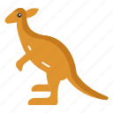 marsupial, hoppers, australian, wildlife, kangaroo, species, joey, development, conservation