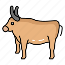 farm, animals, draft, agricultural, work, oxen, breeds, traditional, farming