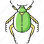 bug, insect, scarab beetle, scarab beetle icon 