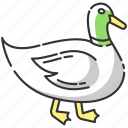 domestic bird, duck, duck icon, mallard