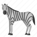 animal, horse, mammals, wild, zebra 