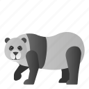 animal, mammals, panda, wild, zoo 