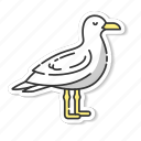 seagull, common seabird, coastlines inhabitant, sea mew