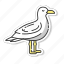 seagull, common seabird, coastlines inhabitant, sea mew 