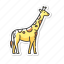 giraffe, herbivore wildlife, tall camelopard, exotic animal