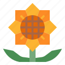 sunflower, flower, floral, nature