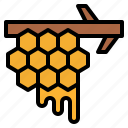 honeycomb, branch, beekeeping, nature, apiary, honey